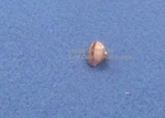 Yamaha Alto/tenor Saxophone Thumb Hook Screw YAS-23,32,52,62,26,275,YTS 82Z, New. Price: $11.99.